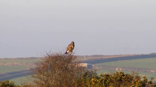 Buzzards Hunting - Chasse de Buse Variable смотреть онлайн