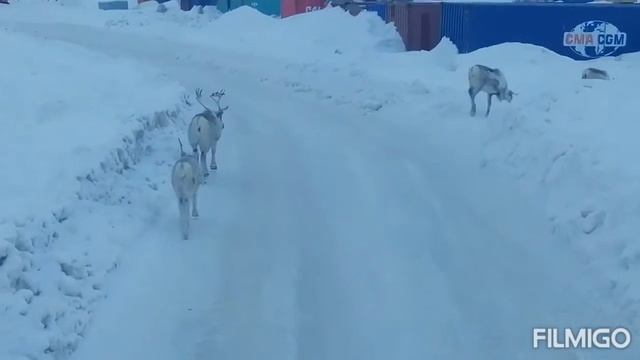 Новопортовские олени Странник Северный смотреть онлайн