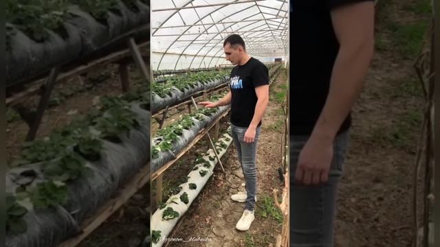 Выращивание клубники на малообъемке смотреть онлайн