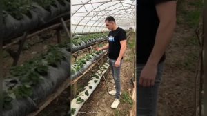 Выращивание клубники на малообъемке