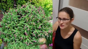 Распаковка. Ель Зе Блюз, ель Пуш, лиственница Крейчи из Опт-хоз.