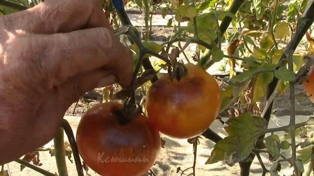 Осень Сентябрь. Сезон близится к завершению. смотреть онлайн