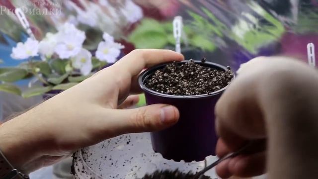 У фиалки ОГОЛИЛСЯ СТВОЛ! 2 ПРОСТЫХ ВАРИАНТА как решить ЭТУ ПРОБЛЕМУ! смотреть онлайн