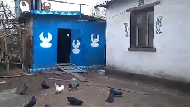 ПРОДАЖА +79494406619 черных сплошных голубей редкой масти, экстерьера и стиля полета. смотреть онлайн