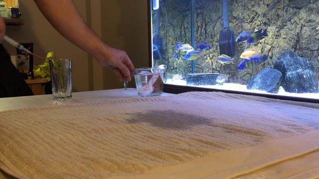 Treating african cichlid with bloat/internal parasites - force feeding epsom salt/water смотреть онлайн