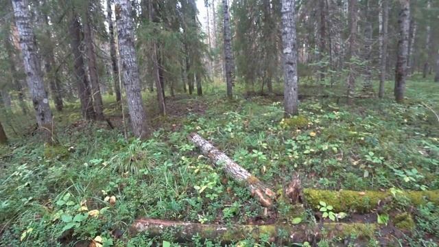 В поисках груздей 2021 г смотреть онлайн