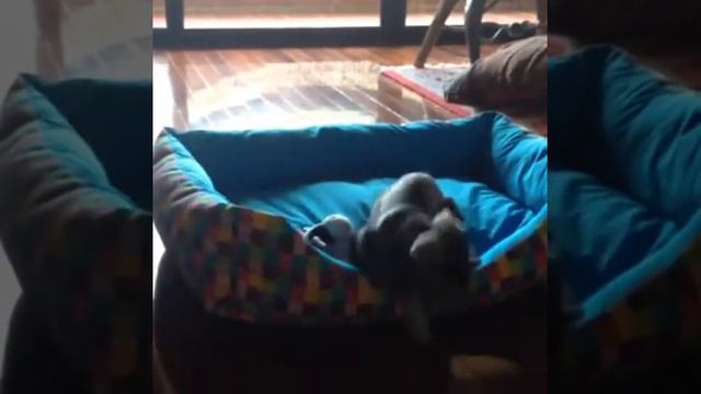 Смешные собаки. Подборка 2014. Funny dogs. Vine compilation смотреть онлайн