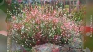 ❀ Гаура - травянистое растение для открытого грунта