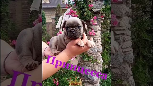 Маленькая девочка французского бульдога ждет свою семью 🐾💎👑🥰🍀 смотреть онлайн