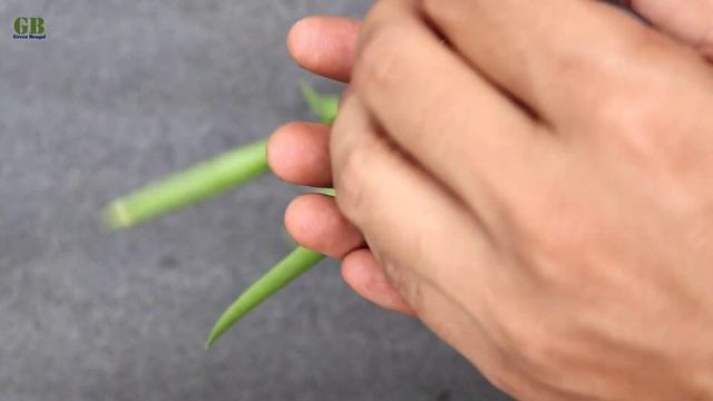 Dischidia Parasitica Propagation From Cuttings