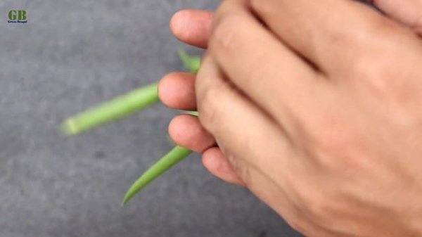 Dischidia parasitica propagation from cuttings