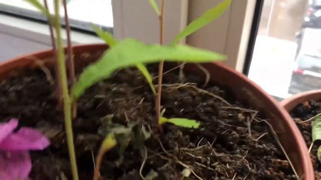 Винтаж фарфор70 лет#дубочки на подоконнике #Бугенвиллия#Декабрь смотреть онлайн