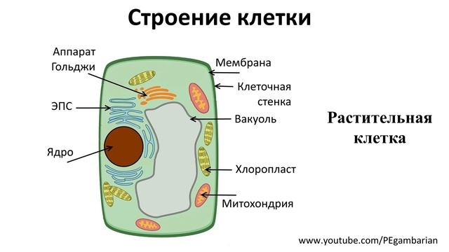 1. Клетка растений (6 класс) - биология, подготовка к ЕГЭ и ОГЭ 2020 смотреть онлайн
