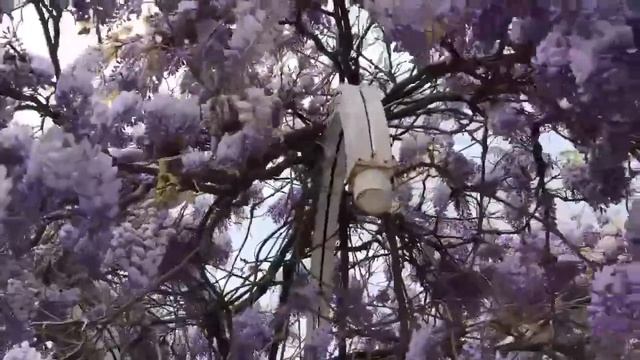 Глициния. Ялта. Цветение. 4 мая 2019 г. Крым. смотреть онлайн