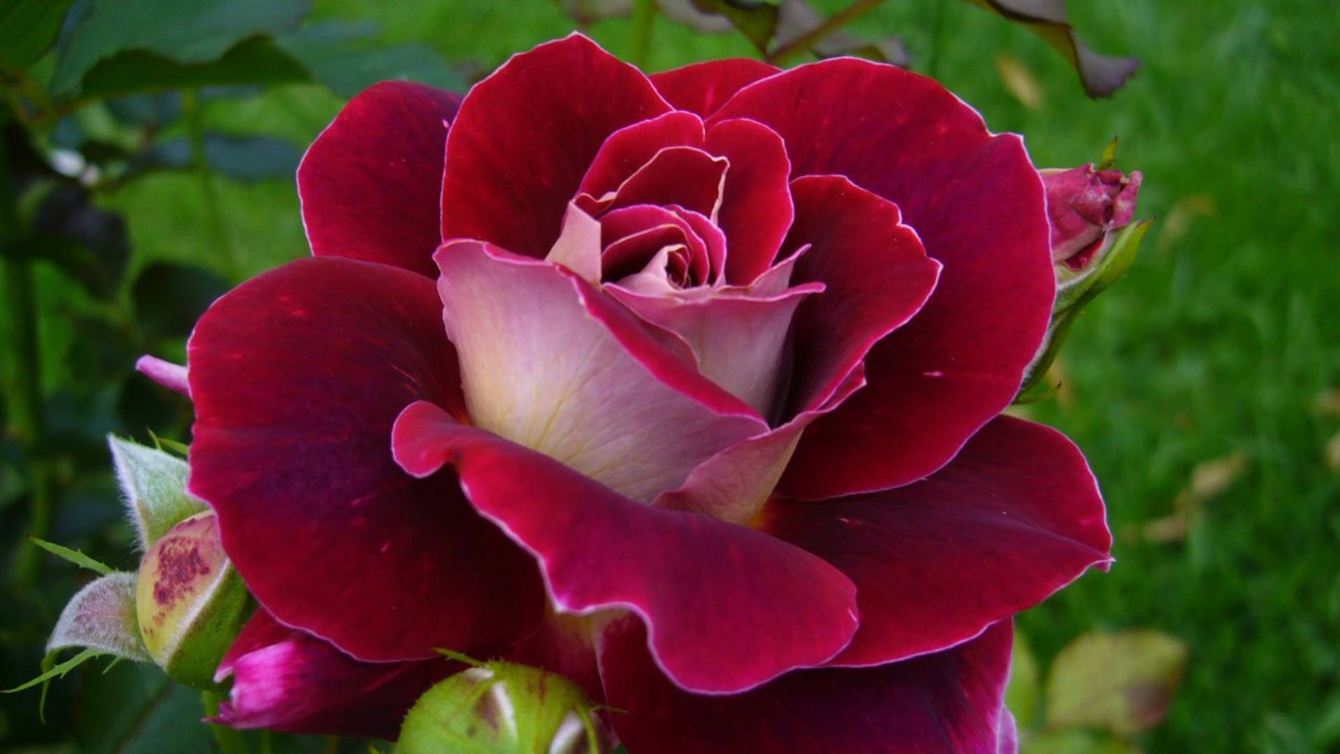 Татьяна Снежина — Роза (Вспомни со мной) смотреть онлайн