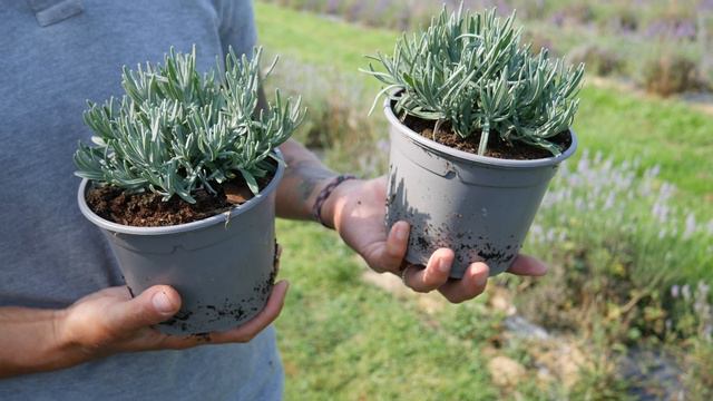 Lavender Special Offer - 1L Hidcote for just £1.99!! Lavender World смотреть онлайн