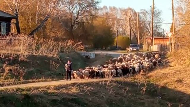 Барашки.mp4 смотреть онлайн