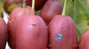 Актинидия аргута Пурпурна Садовая (женский) ? обзор: как сажать, рассада, саженцы актинидии