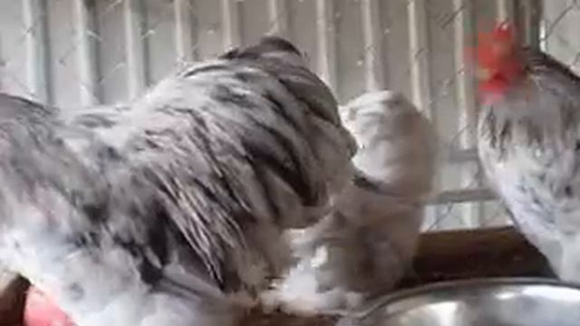 Карликовый кохинхин. Сплэш. смотреть онлайн