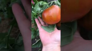 Сорт томата «Кленовый сироп «