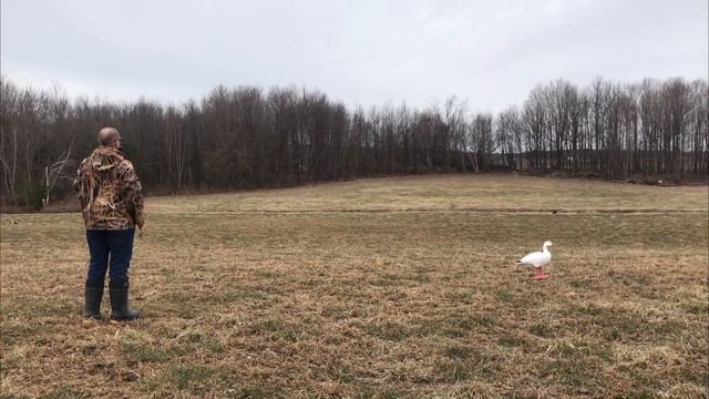 Ретривер Миша смотреть онлайн