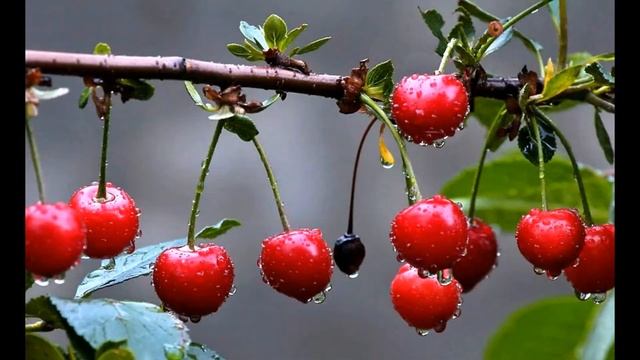 ТОП 7 Причин Низкой Урожайности ВИШНИ | Почему Вишни Мало смотреть онлайн