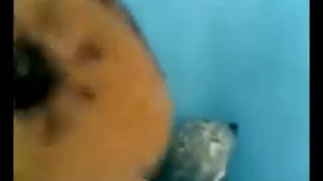 Red and Ginger - a scouting squirrel's tale. Act 3 Part 1 смотреть онлайн