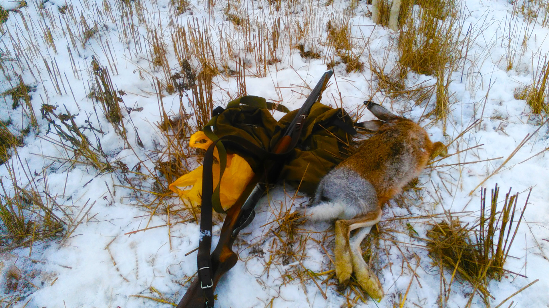 НОВОГОДНЯЯ ОХОТА НА ЗАЙЦА С МОЛОДЫМИ СОБАКАМИ смотреть онлайн