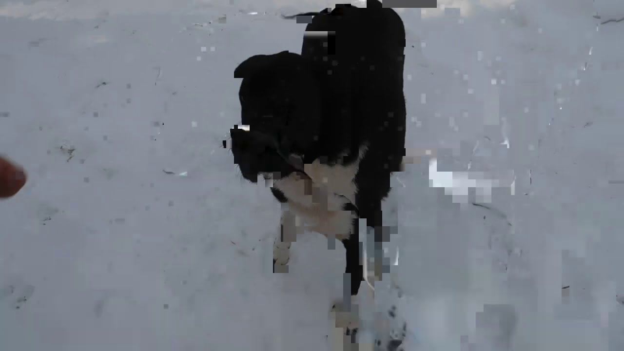 Выкинули собаку с щенками!Нужна помощь! смотреть онлайн