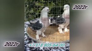 Интересные Голуби Евгения г Ставропольский Край,Interesting Pigeons Evgenia g Stavropol Territory