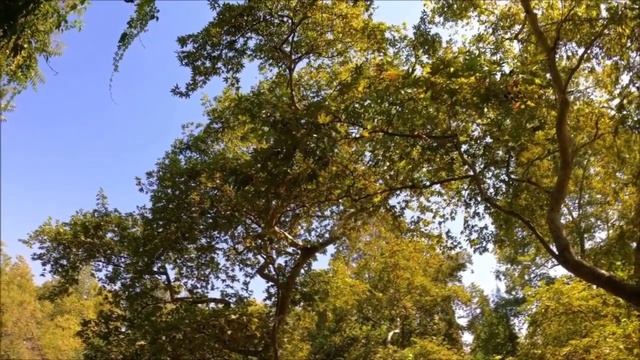 Сергей Есенин - Не бродить, не мять в кустах багряных