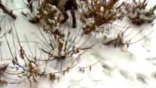 Вахтельхунд (спаниель) 3,5 мес первый снег смотреть онлайн