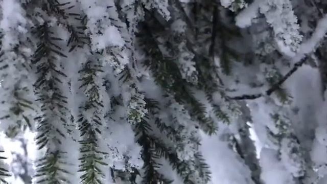 Серебряное Кольцо. Национальный парк Коли в Финляндии смотреть онлайн