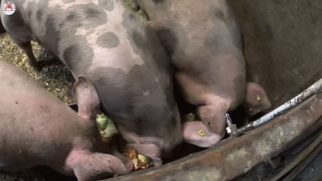 Хряк породы пьетрен /макстер который обошёлся мне в 150 тыс рублей наконец то заработал смотреть онлайн