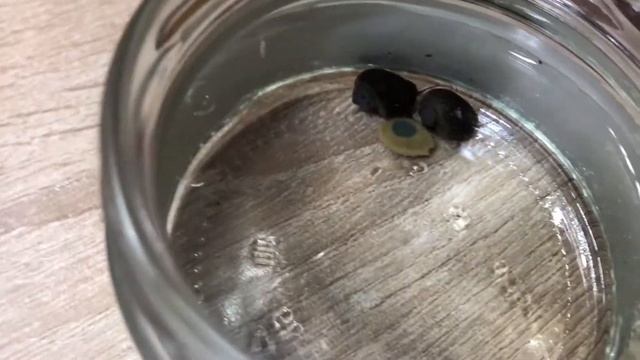 Две маленькие черничные Ампулярии, мило кушают корм, сидя в баночке смотреть онлайн