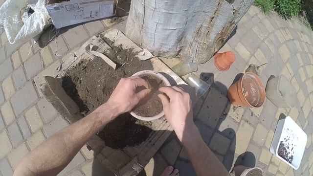 Как вырастить ФИНИКОВУЮ ПАЛЬМУ из КОСТОЧКИ! Процесс пересадки ФИНИКОВОЙ ПАЛЬМЫ в горшок. смотреть онлайн