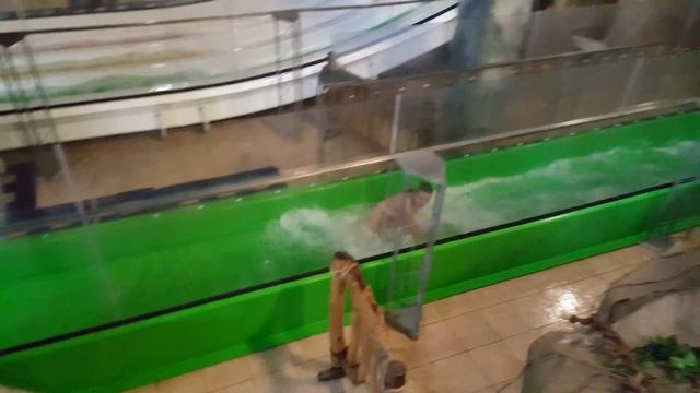 Dream Island г. Киев смотреть онлайн