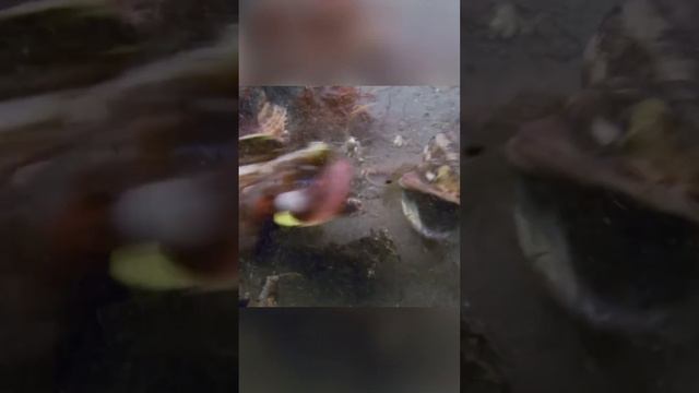 Битва глоток. Морская щучья собачка смотреть онлайн