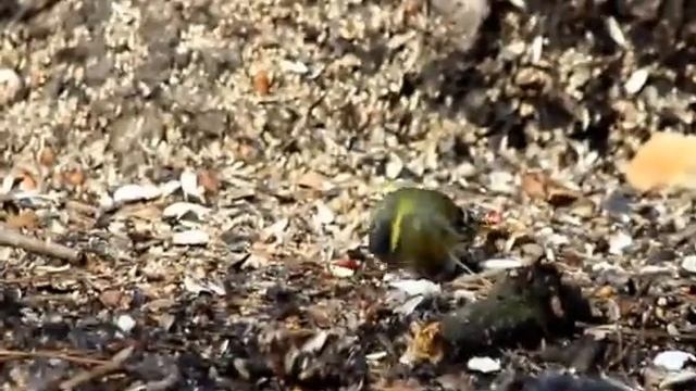 Чижик смотреть онлайн
