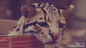 Популярные#Дикие_кошки в доме-Оцелот.#PopularWildcats in the house-Ocelot.