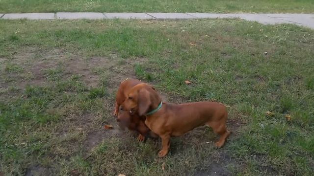 Такса Нора бесится с таксой Соней, таксы играют во дворе смотреть онлайн