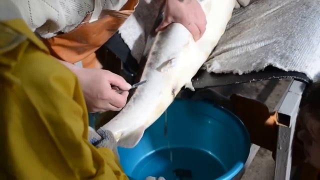 Черная икра осетра