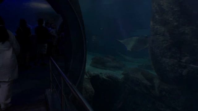 Melbourne Aquarium & Eureka Towers Visit with Family #skydeck #melbourne #melbournesealife смотреть онлайн