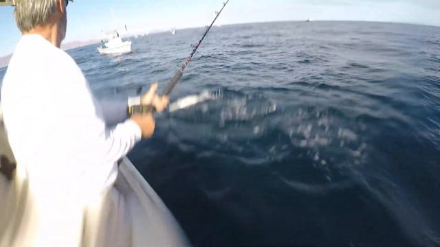 Wide open Yellowtail fishing in Loreto BCS смотреть онлайн