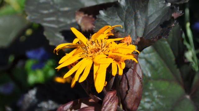 «Бузульник» РЕЛАКС АРТ-ТЕРАПИЯ Jazz Rock improvisation piano Victor Mikhailovich Anokhin смотреть онлайн