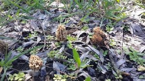 Где и когда растут сморчки (Morchella esculenta)