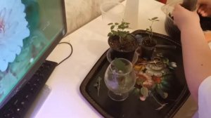 Размножение комнатной розы. Самый легкий способ.