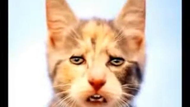 СТИХИ кота смотреть онлайн