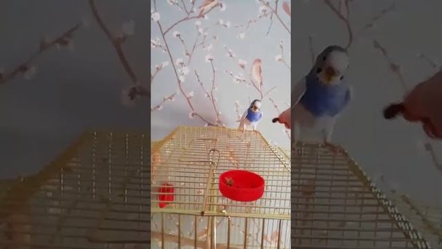 Дрессировка попугайчика Раи смотреть онлайн