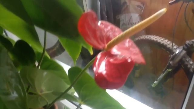 Снова про Антуриум. Уход. смотреть онлайн